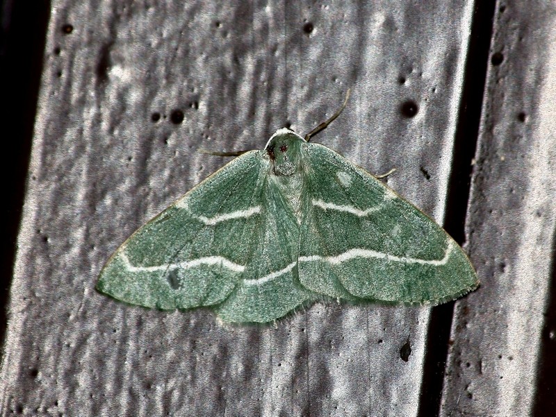 Hylaea fasciaria